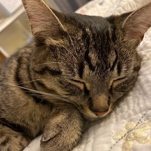 Meet your Posher, Tyra